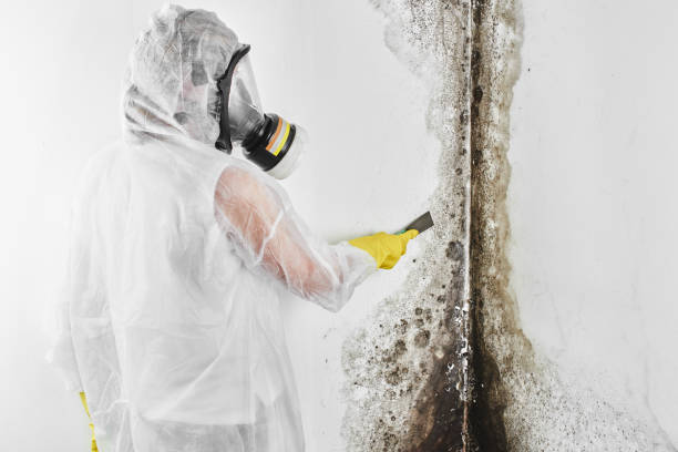 Best Asbestos and Lead Testing During Mold Inspection  in Atwood, KS